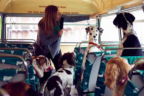 Dog bus. Things To Know About Dog bus. 